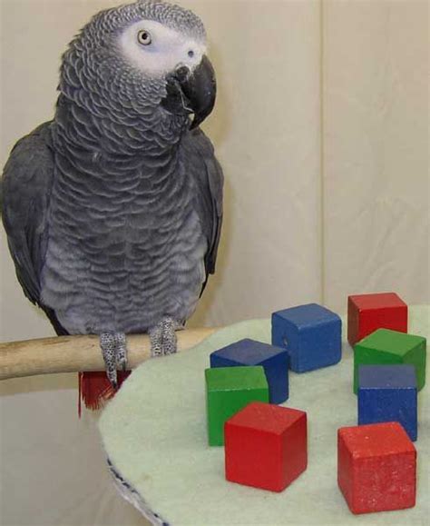 Just Read This Book Alex And Me Alex The African Grey