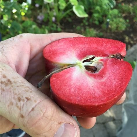 red fleshed apples  snowdrift cider american cider association
