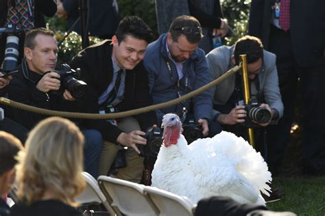 president trump pardons  thanksgiving turkey  boston globe
