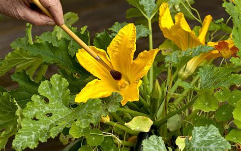 help your sex starved zucchini plant by pollinating it yourself