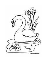 Swan Coloring Pages Birds Colormegood Animals sketch template