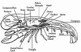 Crayfish Anatomy Lobster Internal System Cardiovascular Science Life Choose Board sketch template