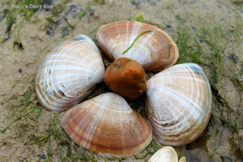 day  seashells mollys  project