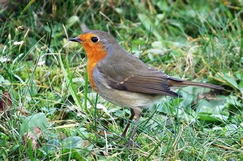 heimische voegel im garten fotos und reiseberichte im internet