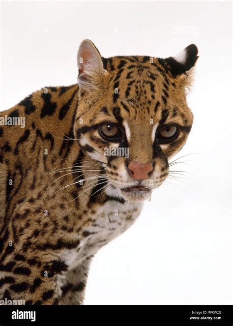 ocelot head  res stock photography  images alamy