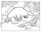 Platypus Ornitorrinco Schnabeltier Printable Mammals Ornitorrincos Tiere Colwell Outline Colouring Aboriginal Ausmalbilder Malvorlagen Colouringpages sketch template