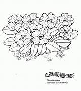 Coloring Wildflower Pages Flowers Wild Library Clipart Popular sketch template