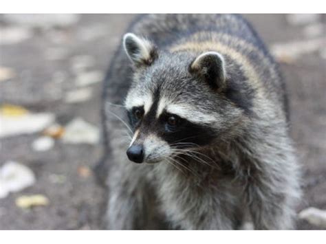 rabid raccoon viral video missing girls update news