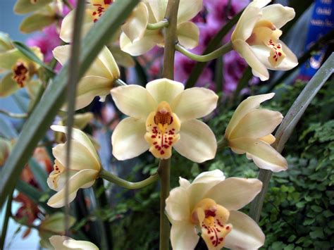Take The Orchid Show Outdoors With Cymbidiums