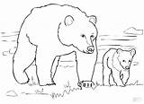 Coloring Pages Bear Snowshoe Printable Animals Polar Arctic Animal Preschoolers Preschool Pdf Drawing Getcolorings Standing Getdrawings Colorings Smokey Search Jam sketch template