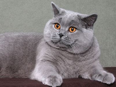 wyjatkowy kot brytyjski kobiece spojrzenie na swiat