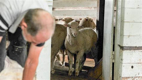 wool opens strongly farm  australia