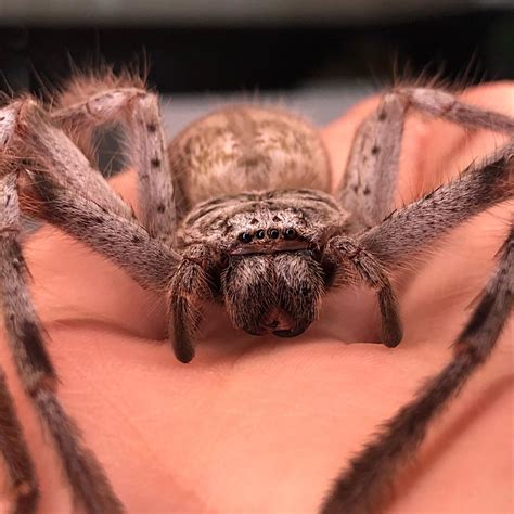 Thats Anna 💁🏻‍♀️ A Australian Huntsman Spider Holconia Insignis