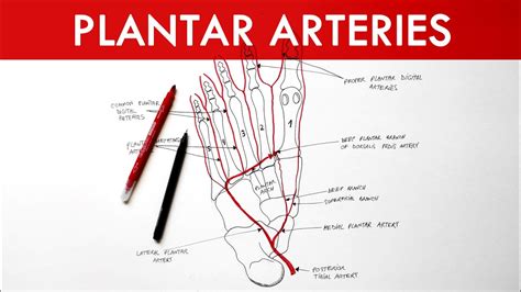 plantar arteries arterial supply   foot anatomy tutorial youtube