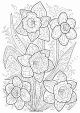 Colouring Pages Daffodil Doodle Coloring Spring Hard Kids Older Color Flower Daffodils Mindfulness Adults Sheets Activityvillage Activity Mandala Book Pattern sketch template