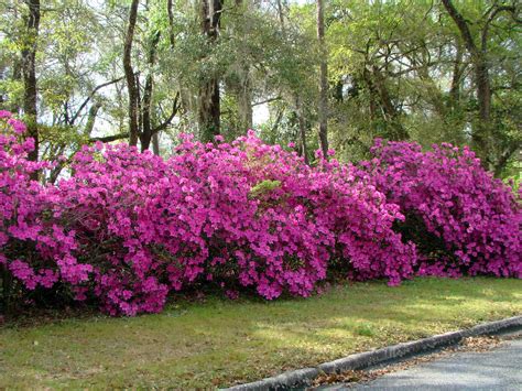 azalea hedge  garden trees grass lawn flowers irrigation