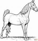 Horses sketch template