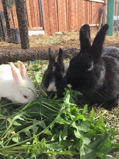 rabbits and bunnies for sale near me rabbits high desert ca lop