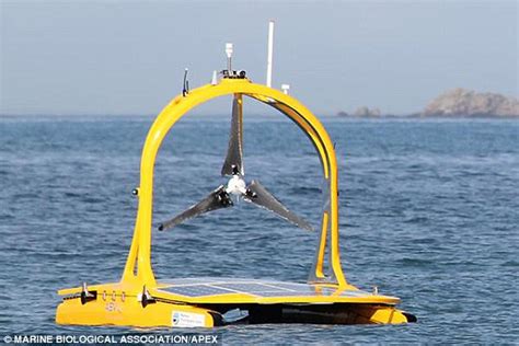 ocean  drone boat   scour  seas  months tracking rare fish daily mail