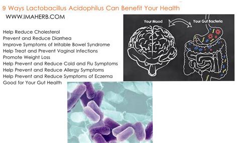 ways lactobacillus acidophilus  benefit  health