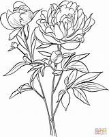 Peony Paeonia Officinalis sketch template