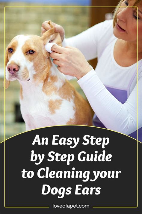 clean dogs ears  home  steps love   pet cleaning