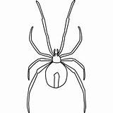 Spider Redback Draw Step Learn Animals sketch template