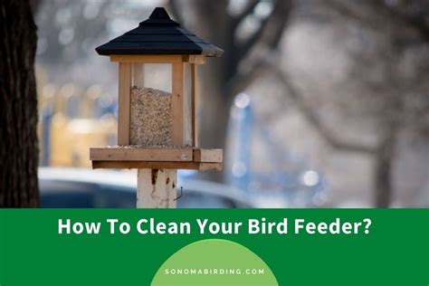 clean  bird feeder tips  tricks    sonoma