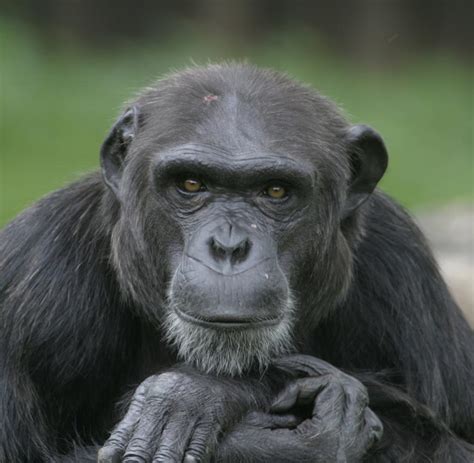 schimpansen chronik eines angekuendigten primaten tods welt