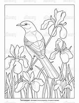 Hummingbird Licensing Artlicensing sketch template