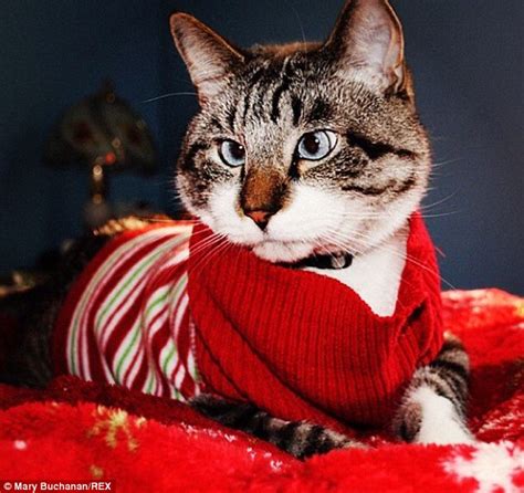 Spangles The Cross Eyed Cat Gets Christmas Makeover In Festive Outfits