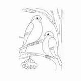 Coloring Bullfinch Pages sketch template