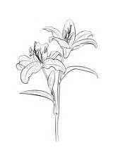 Coloring Lily Lilies Tiger Pages Flowers sketch template