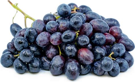 black seedless grapes information recipes  facts