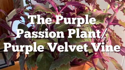 The Purple Passion Plant Characteristics Traits Care Propagation 💜
