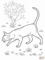 Coloring Cat Shorthair Pages East Silhouettes Drawing Printable sketch template