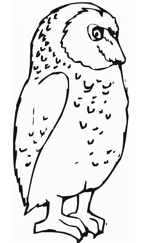 printable owl coloring pages  kids