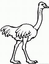 Ostrich 08kb 930px sketch template