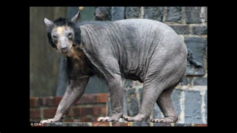 pin  reagan   mig weird animals bear  fur shaved bear