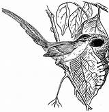 Tailorbird Coloring 1842 31kb sketch template