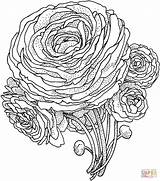 Flower Coloring Pages Peony Flowers Printable Realistic Color Advanced Para Beautiful Colorir Colouring Peonies Supercoloring Pintar Print Drawing Flores Pattern sketch template