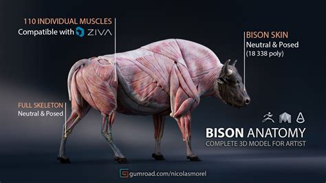 artstation bison anatomy skin muscles bones model textures