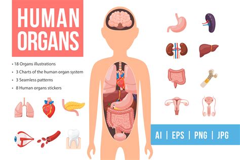 human organs set background graphics creative market