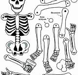 Coloring Pages Body Skeleton Human Systems System Bones Bone Parts Muscular Color Preschoolers Printable Kids Getcolorings Anatomy Print Printables Chapter sketch template
