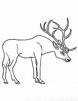 Deer Coloring Antler Print Utilising Button Grab Directly Otherwise Feel Please Size sketch template
