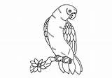 Parrot sketch template