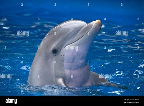 dolphin head sea  res stock photography  images alamy