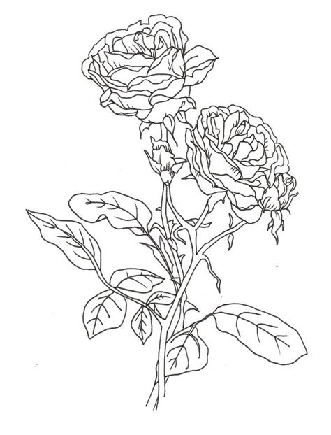 pretty coloring pages  roses rose coloring pages flower coloring