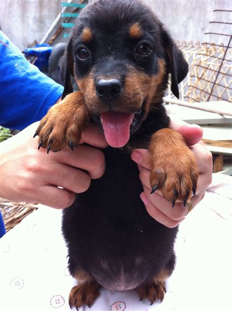 5 Female Rottweiler Puppies For Sale For Sale Adoption