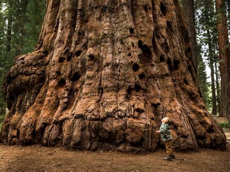 sequoia gigante conheca  maior arvore  mundo